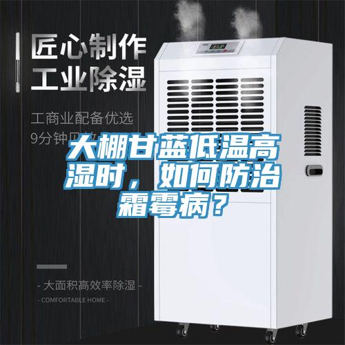 大棚甘藍低溫高濕時，如何防治霜霉病？